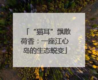 “猫耳”飘散荷香：一座江心岛的生态蜕变