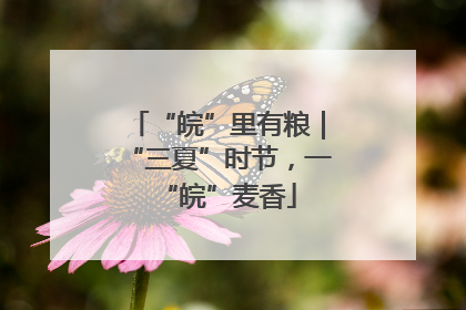 “皖”里有粮｜“三夏”时节，一“皖”麦香
