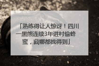 熟练得让人惊讶！四川一黑熊连续3年进村偷蜂蜜，藏哪都找得到