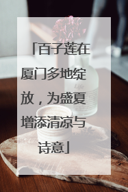 百子莲在厦门多地绽放，为盛夏增添清凉与诗意