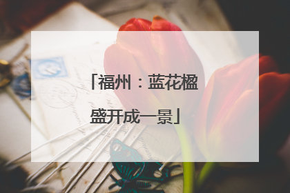 福州：蓝花楹盛开成一景
