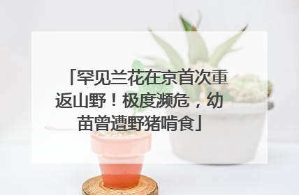 罕见兰花在京首次重返山野！极度濒危，幼苗曾遭野猪啃食