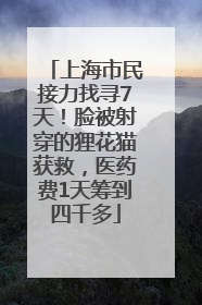 上海市民接力找寻7天！脸被射穿的狸花猫获救，医药费1天筹到四千多
