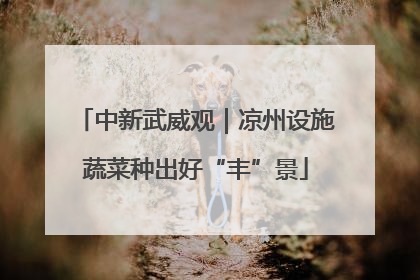 中新武威观｜凉州设施蔬菜种出好“丰”景