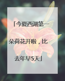 今夏西湖第一朵荷花开啦，比去年早5天