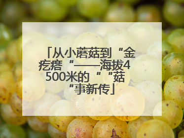 从小蘑菇到“金疙瘩“——海拔4500米的““菇“事新传
