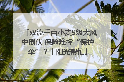 双流千亩小麦9级大风中倒伏 保险难撑“保护伞”？丨阳光帮忙