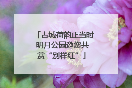 古城荷韵正当时 明月公园邀您共赏“别样红”