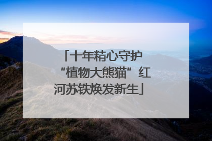 十年精心守护 “植物大熊猫”红河苏铁焕发新生