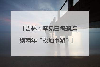 吉林：罕见白鸬鹚连续两年“故地重游”