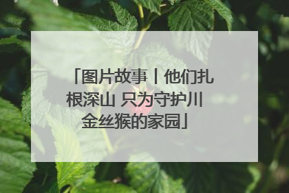 图片故事丨他们扎根深山 只为守护川金丝猴的家园
