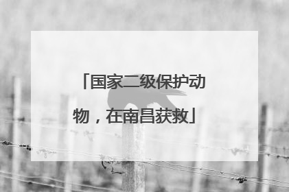 国家二级保护动物，在南昌获救