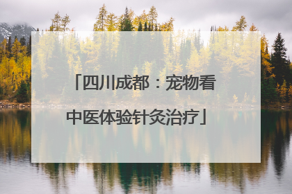 四川成都：宠物看中医体验针灸治疗