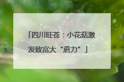 四川旺苍：小花菇激发致富大“蘑力”