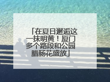 在夏日邂逅这一抹明黄！厦门多个路段和公园腊肠花盛放