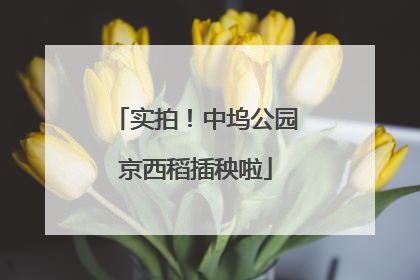 实拍！中坞公园京西稻插秧啦