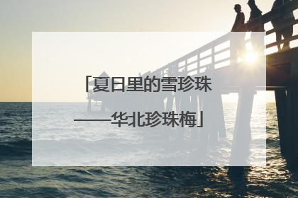 夏日里的雪珍珠——华北珍珠梅