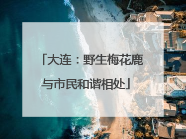 大连：野生梅花鹿与市民和谐相处