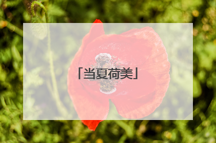 当夏荷美