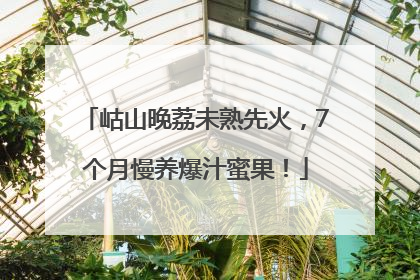 岵山晚荔未熟先火，7个月慢养爆汁蜜果！