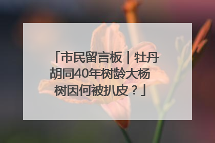 市民留言板｜牡丹胡同40年树龄大杨树因何被扒皮？