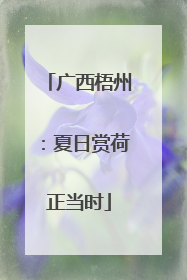 广西梧州：夏日赏荷正当时