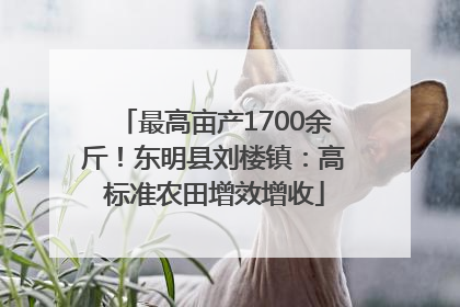 最高亩产1700余斤！东明县刘楼镇：高标准农田增效增收