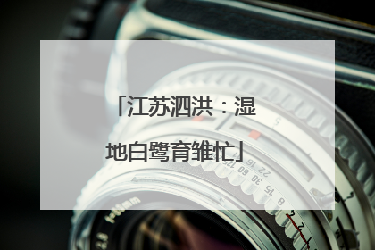 江苏泗洪：湿地白鹭育雏忙
