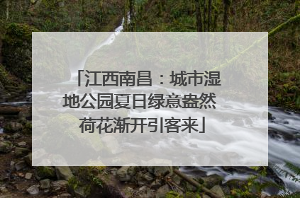江西南昌：城市湿地公园夏日绿意盎然 荷花渐开引客来