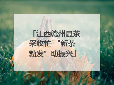 江西赣州夏茶采收忙 “新茶勃发”助振兴