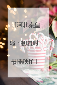河北秦皇岛：初夏时节插秧忙