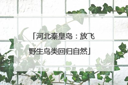 河北秦皇岛：放飞野生鸟类回归自然