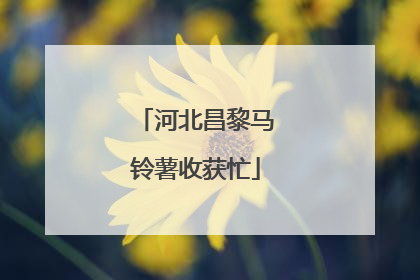 河北昌黎马铃薯收获忙