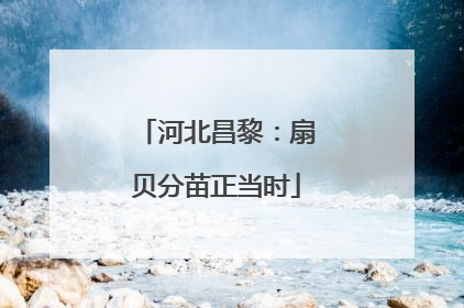 河北昌黎：扇贝分苗正当时