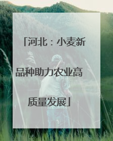 河北：小麦新品种助力农业高质量发展