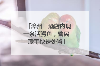 漳州一酒店内现一条活鳄鱼，警民联手快速处置