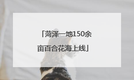 菏泽一地150余亩百合花海上线