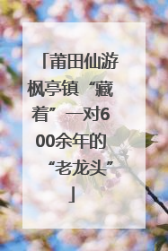 莆田仙游枫亭镇“藏着”一对600余年的“老龙头”