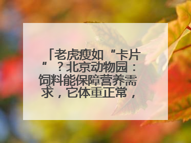 老虎瘦如“卡片”？北京动物园：饲料能保障营养需求，它体重正常，放心吧
