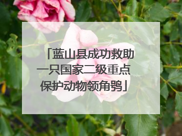 蓝山县成功救助一只国家二级重点保护动物领角鸮