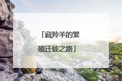藏羚羊的繁殖迁徙之路