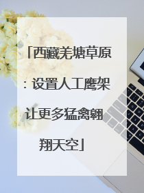 西藏羌塘草原：设置人工鹰架 让更多猛禽翱翔天空