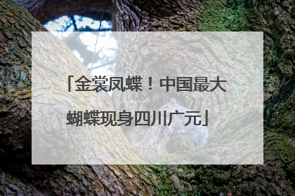 金裳凤蝶！中国最大蝴蝶现身四川广元