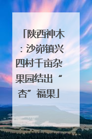 陕西神木：沙峁镇兴四村千亩杂果园结出“杏”福果
