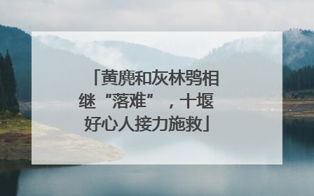黄麂和灰林鸮相继“落难”，十堰好心人接力施救