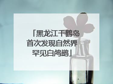 黑龙江千鹤岛首次发现自然界罕见白鸬鹚