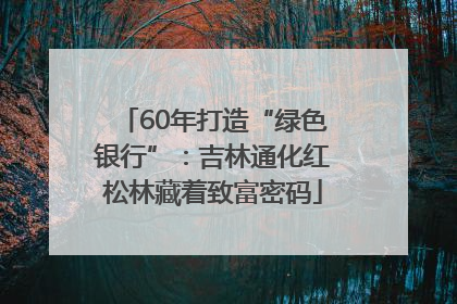 60年打造“绿色银行”：吉林通化红松林藏着致富密码